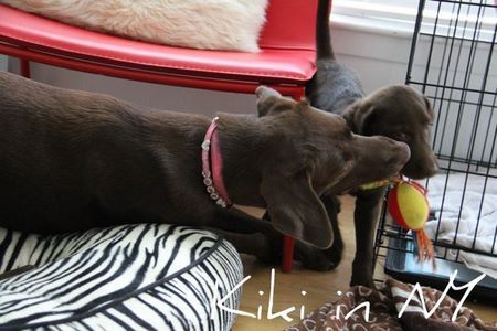 2labs-play01.jpg
