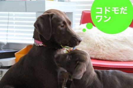 2labs-play02.jpg