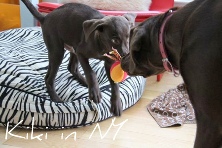 2labs-play05.jpg