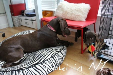 2labs-play08.jpg
