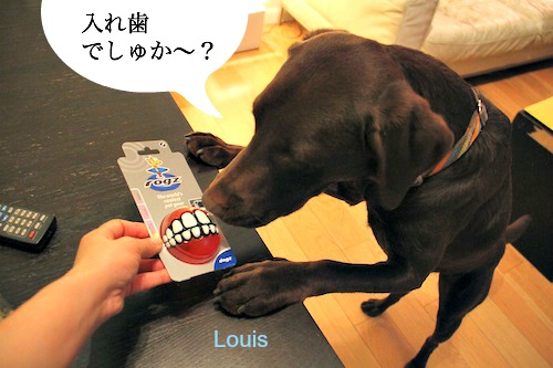 日本未発売 世界で一番ふざけた犬のおもちゃ 歯ぐきボールにチョコラブ夢中 Nyで暮らすチョコラブラドールたち