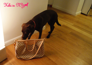 bag.jpg