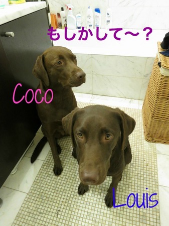bath-time-lab01.jpg