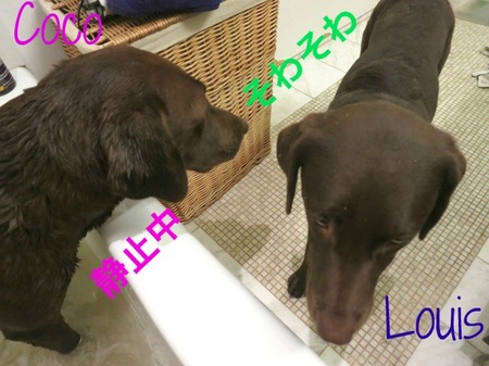 bath-time-lab03.jpg
