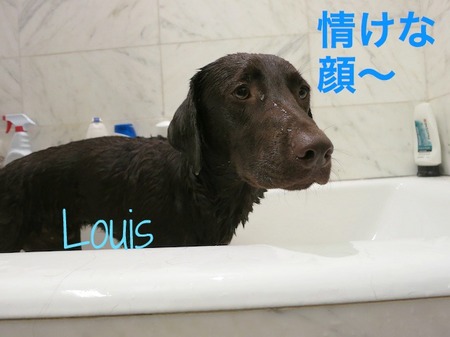 bath-time-lab08.jpg