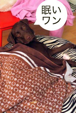 bed01.jpg