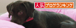 br_decobanner_20100929004025.gif