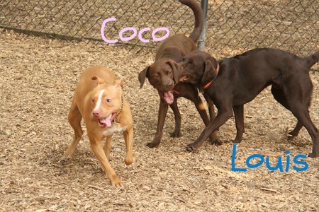 bronx-dog-run02.jpg
