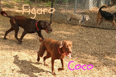 bronx-dog-run03.jpg