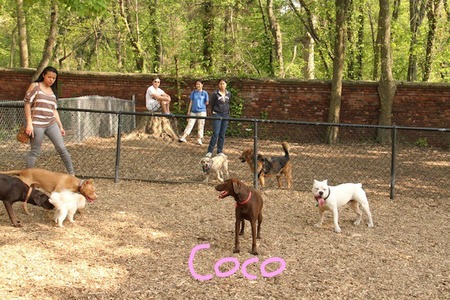 bronx-dog-run06.jpg
