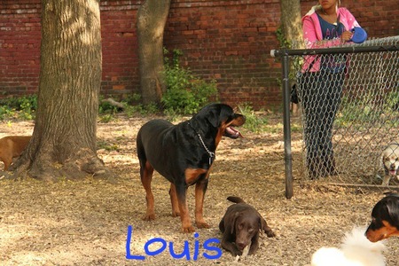 bronx-dog-run09.jpg