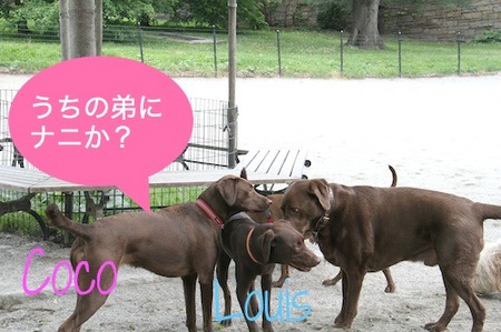 choco-ojisan05.jpg