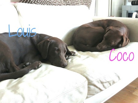 chocolab-growup-01.jpg