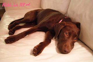coco-couch.jpg
