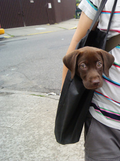 coco-in-bag.jpg