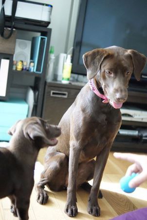 coco-n-lou02.jpg