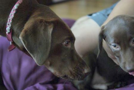 coco-n-lou03.jpg