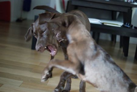 coco-n-lou04.jpg