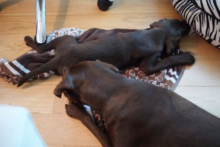 coco-n-lou05.jpg