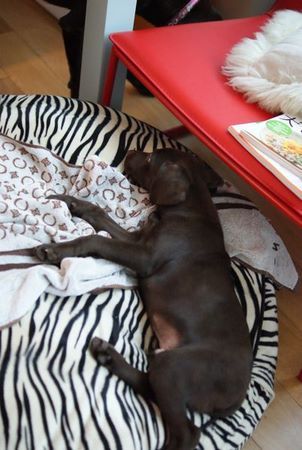 coco-n-lou06.jpg