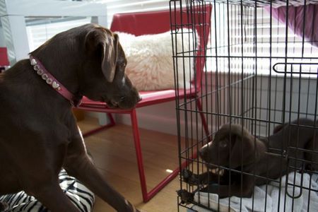 coco-n-lou07.jpg