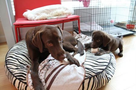 coco-n-lou09.jpg