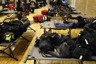 dogs-rescue.jpg
