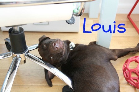 injured-lab06.jpg