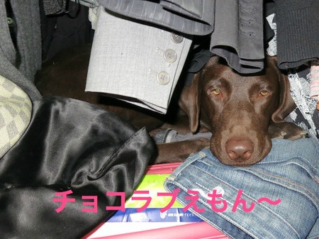 lab-in-closet01.jpg