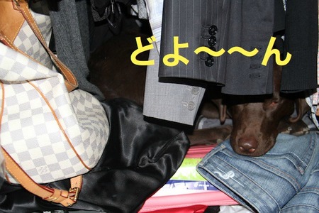 lab-in-closet2.jpg