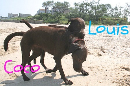 li-beach-lab01.jpg