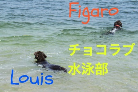 li-beach-lab05.jpg