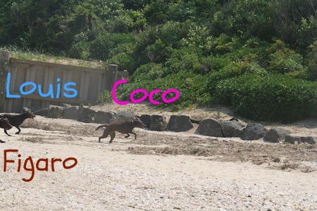 li-beach-lab10.jpg