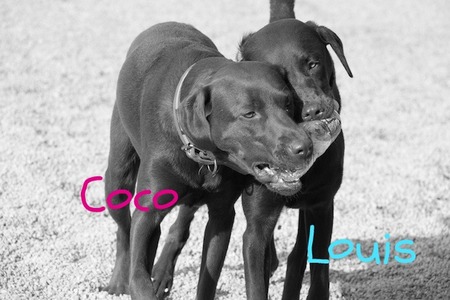 run-and-labs03.jpg
