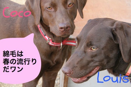 run-and-labs06.jpg