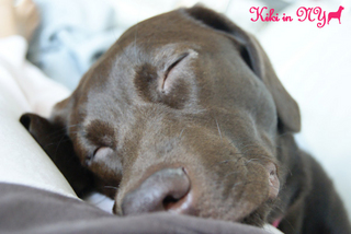sleeping-puppy.jpg