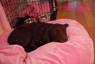 sleeping-puppy2.jpg