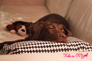 sleepy-puppy.jpg