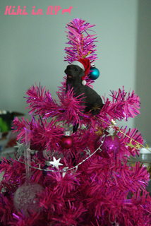 xmastree00.jpg